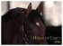 T LF - HARAS DE CERCY