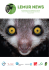 lemur news