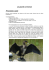 Le grand cormoran