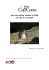 Suivi des puffins cendrés en 2006 sur l`Ile de la Giraglia