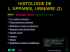 histologie de l `appareil urinaire (2)