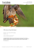 Oiseaux du printemps