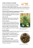 Acheter de Graines de Cannabis