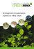 Am&eacute;nagement des plantations d`arbres en milieu urbain