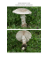 Amanita muscaria var. alba = Amanite tue