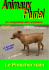Le Pinscher nain - Accueil