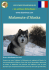 Malamute d`Alaska