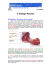 Pathologie Musculaire