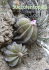 Succulentopi@ 2015-15 - Au Cactus Francophone