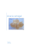Gomme arabique