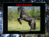 Les chevaux