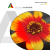 &Eacute;t&eacute; 2015 - Alliance culturelle