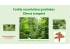 For&ecirc;ts nourrici&egrave;res jardin&eacute;es Climat temp&eacute;r&eacute;