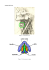 Anatomie du larynx Figure 1 : Image du larynx Figure 2 : le larynx vu