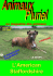 L`American Staffordshire - Accueil