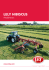 LELY HIBISCUS
