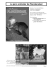 Le parc animalier de Planckendael