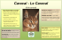 Caracal - Oaklawn Farm Zoo