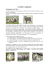 Les fibres animales