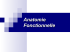 Anatomie fonctionnelle
