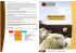 Isolation en laine de mouton Doschawol