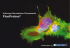 Fluorochromes FluoProbes