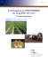Fertilisation en phosphore de la pomme de terre