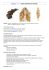 Module 2 – T 5 - TISSAGE AMERICAIN RAIE INVISIBLE