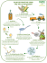 2. Ernte 7. Veredlung 8. Glukose-Fruktose Sirup 6. Isomerisierung 5