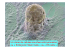 Un clone de cellules souches embryonnaires ou « Embryonic Stem