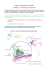 I. Transmission du message nerveux de neurone à neurones grâce