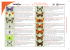 Fiche d`identification des papillons à télécharger