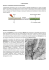 La photosynthèse réactions photochimiques Pouvoir réducteur 2H2O