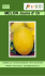 MELON Jaune d` Or