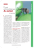 Faune entomologique du cerisier / Insectes n&deg; 120