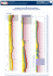 Geologische Profile durch den Oberrheingraben Coupes