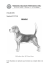 BEAGLE - Chiens online