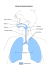 Schéma de l`appareil respiratoire