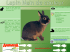 Le lapin nain de couleur