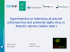 Experimental co-infections of PRV and SAV in