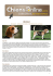 BEAGLE - Chiens online