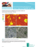 Images thermiques et satellitaires de quartiers situés en zone