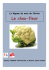 Le chou-fleur - Reseau Santé Diabete