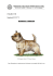 NORWICH TERRIER - Fédération Cynologique Internationale