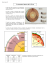 Fiche 17 _La structure interne de la Terre