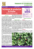 Techniques de production du fraisier