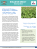 evaluation d`impact - Legume Innovation Lab