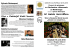 programme - Orchestre d`Harmonie de Montrouge