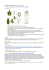 La section Chinenses (sous-genre Eurosa) Morphologie