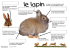 le lapin - Lakanal.net